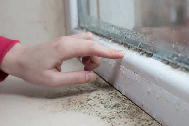 Best Industrial Mold Remediation  in Solon, IA